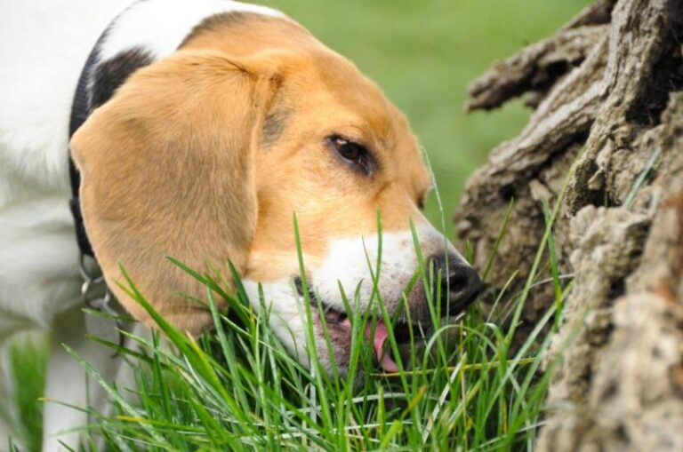 por_que_los_perros_comen_hierba_21692_orig